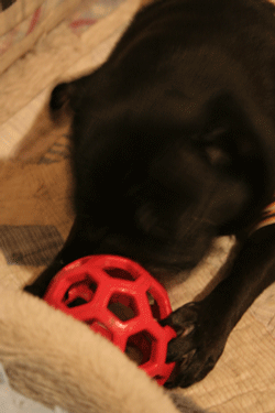 d0100095_22131981.gif