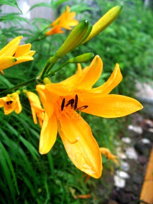 花情報_e0120896_7195591.jpg