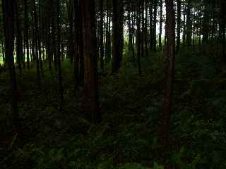 c0051112_1025781.jpg
