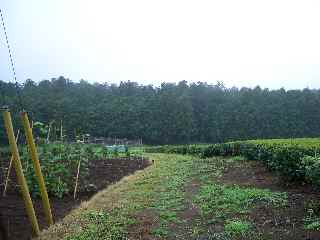 c0051112_1091050.jpg