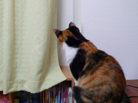 模様替えにとまどう猫。_c0096628_22461198.jpg