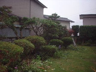 雨に濡れながら~~~剪定する人がいる~~♪_f0031037_1610163.jpg