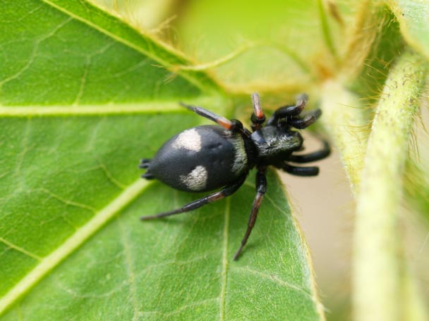 ヨツボシワシグモ 北のフィールドノート