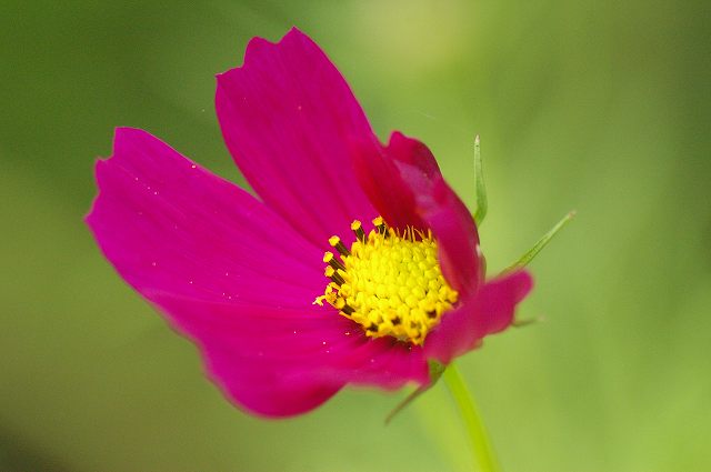 ■　夏の花 (3)　　　07.7.21_e0070891_2184489.jpg