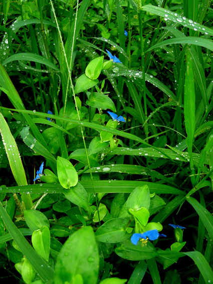 梅雨の露草_c0123295_16523839.jpg