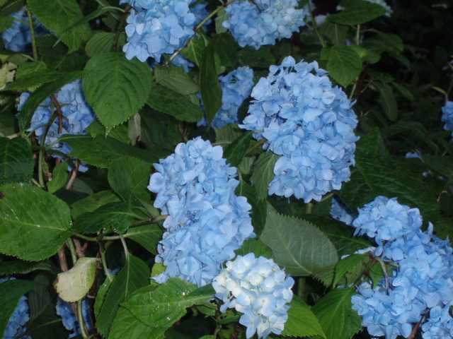 c0098304_2134324.jpg