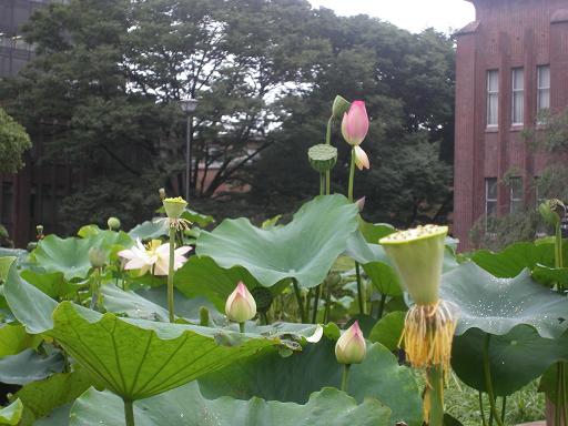 東大　蓮の展示　Lotus flowers of Tokyo Univ_e0059513_1373722.jpg