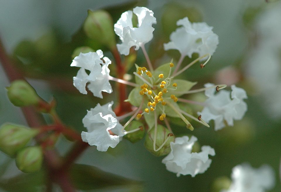 百日紅（サルスベリ）の花が豪華なのには驚いた！_a0031821_18351445.jpg