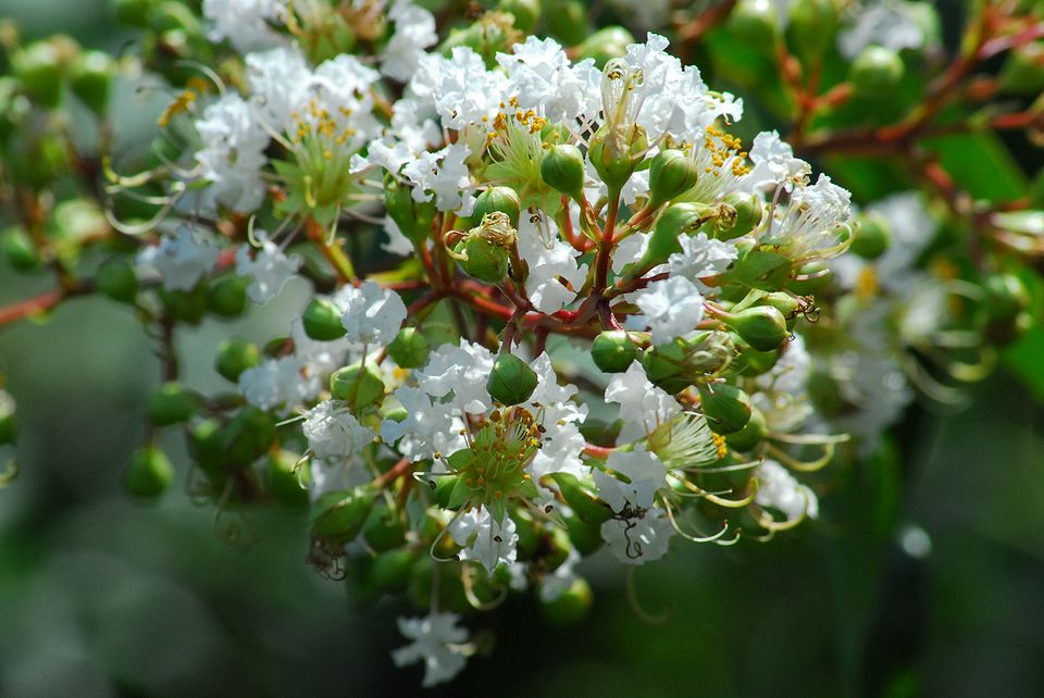 百日紅（サルスベリ）の花が豪華なのには驚いた！_a0031821_19223433.jpg