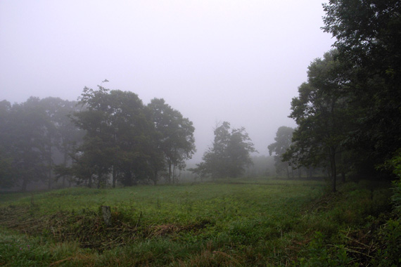 20070721 八ヶ岳山麓の蝶1:ゼフィルス(長野県、山梨県 20070721 八ヶ岳山麓の蝶1:ゼフィルス(長野県、山梨県
