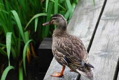 2-9：箱根湿生花園（4）_c0060927_17571272.jpg