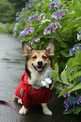 雨合羽　うれしと歩く　二人きり_b0031538_07424.jpg