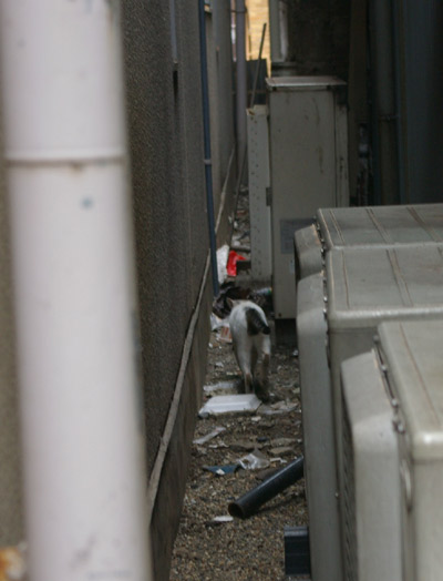 別府の路地裏の猫ら_a0028451_14101936.jpg