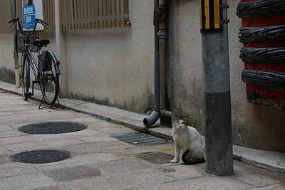 別府の路地裏の猫ら_a0028451_14105552.jpg