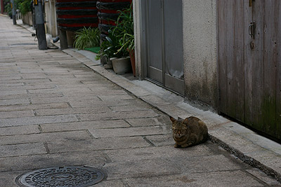 別府の路地裏の猫ら_a0028451_1484049.jpg