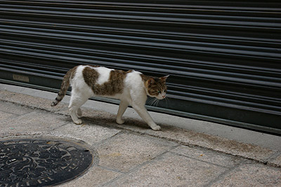 別府の路地裏の猫ら_a0028451_1491390.jpg