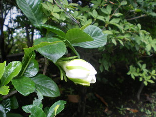 c0118352_13325524.jpg