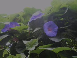 c0118352_13342326.jpg