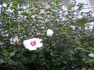 c0118352_1334650.jpg