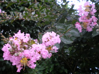 c0118352_1335957.jpg