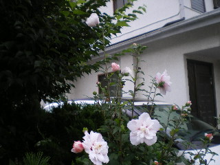 c0118352_13423852.jpg