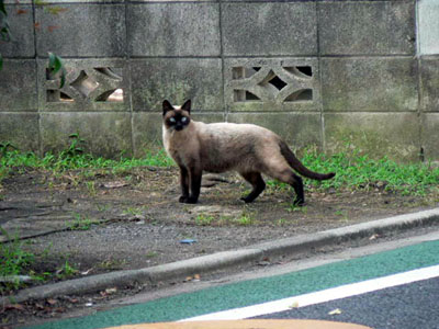 野良猫シャムのポリシー 牟礼だより 野良猫シャムのポリシー 牟礼だより