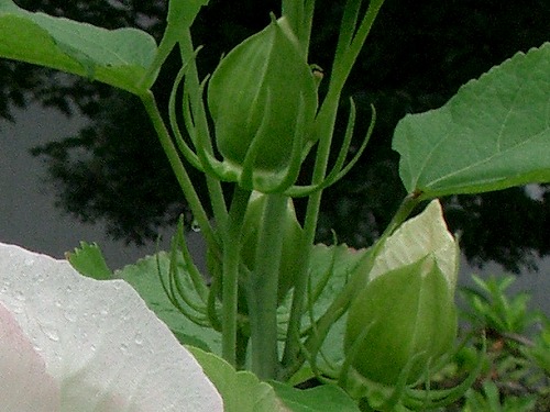 クサフヨウ(草芙蓉)、またはアメリカフヨウ_c0085874_1764193.jpg