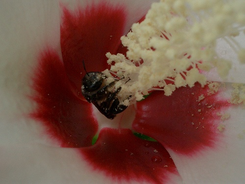 クサフヨウ(草芙蓉)、またはアメリカフヨウ_c0085874_177855.jpg