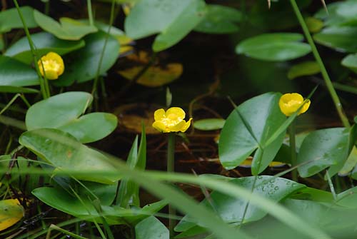 トチカガミの咲く湿地　（兵庫県）　22.Jul.2007_d0077083_21191196.jpg