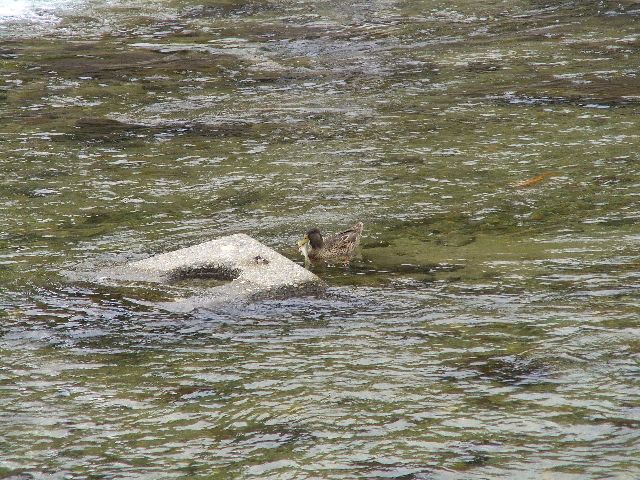 宮川　１１羽の子ガモ　えっ？魚？_c0036792_22204631.jpg