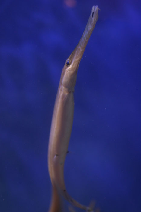 ヘラヤガラ 水族館ふりーく