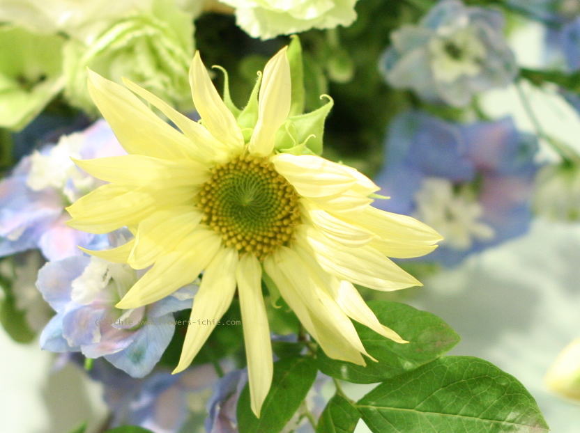 フルーツ_a0042928_11471257.jpg