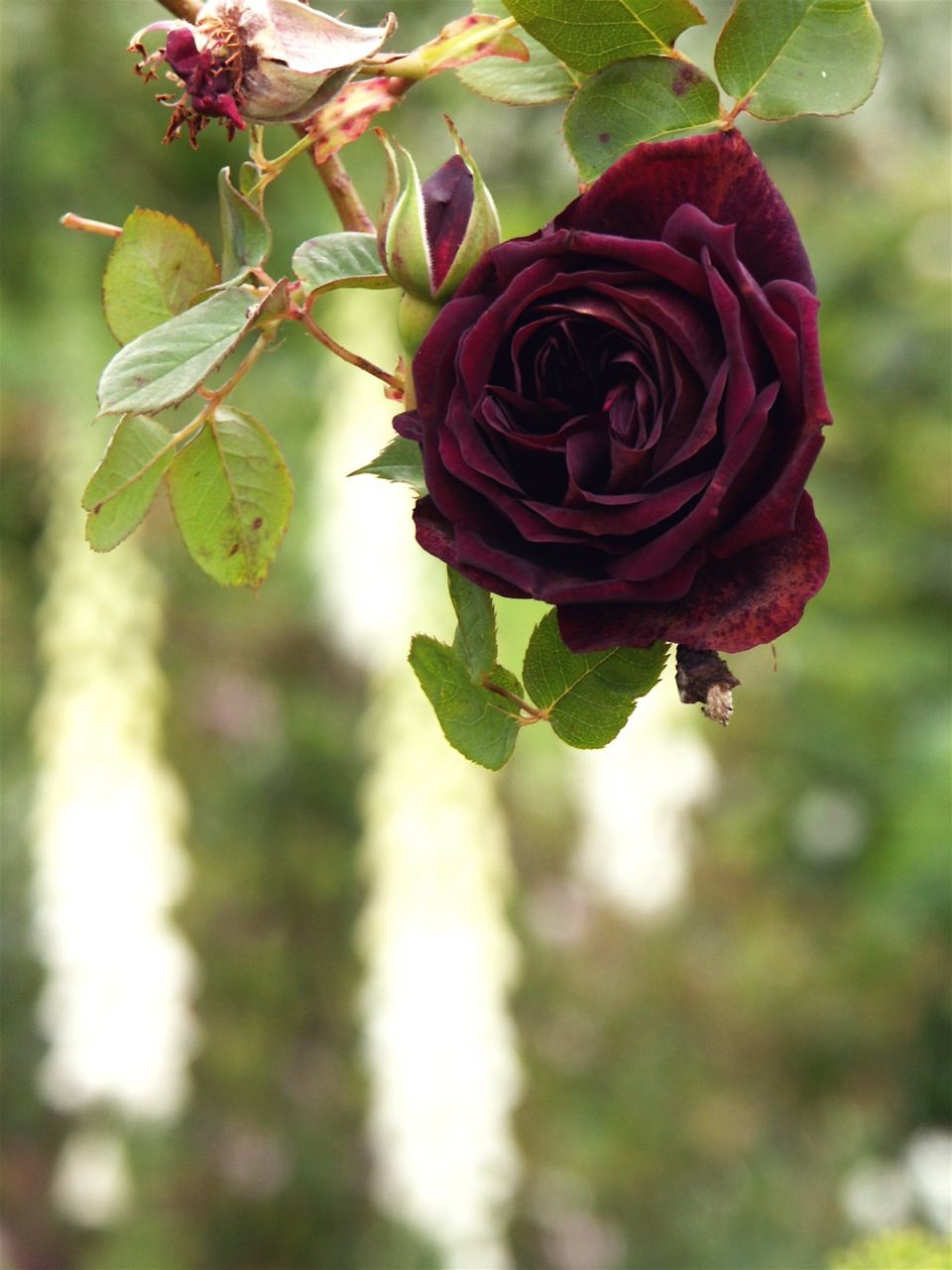 e0044929_2259229.jpg