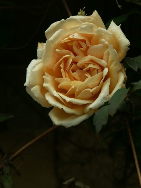 e0044929_2314248.jpg