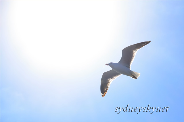 大空を飛ぶ鳥のように_f0084337_18563757.jpg