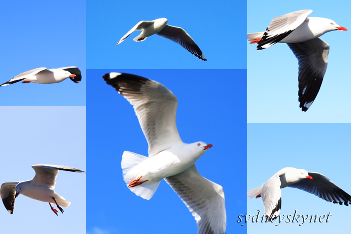 大空を飛ぶ鳥のように Digital Sky