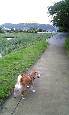 コレクター?_c0049950_13374268.jpg