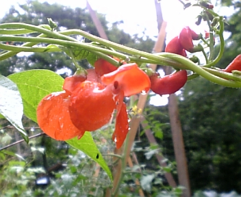 野菜の花_b0095051_15581056.jpg