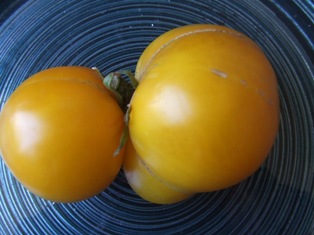 Heirloom tomato_b0069365_4505323.jpg