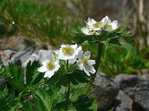 立山黒部アルペンルート（二）　室堂で咲くお花たち　１_d0084473_20414984.jpg