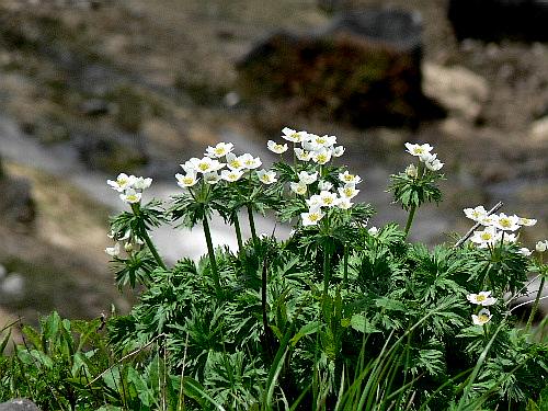 立山黒部アルペンルート（二）　室堂で咲くお花たち　１_d0084473_20415949.jpg