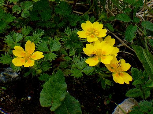 立山黒部アルペンルート（二）　室堂で咲くお花たち　１_d0084473_20422621.jpg