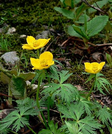 立山黒部アルペンルート（二）　室堂で咲くお花たち　１_d0084473_20423590.jpg