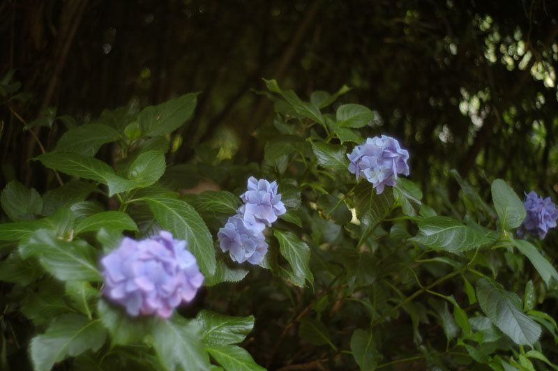 あじさい寺(2)_e0109883_21372326.jpg