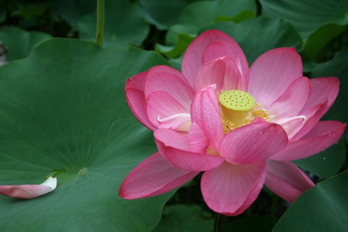 ハス～Lotus_c0083889_253574.jpg