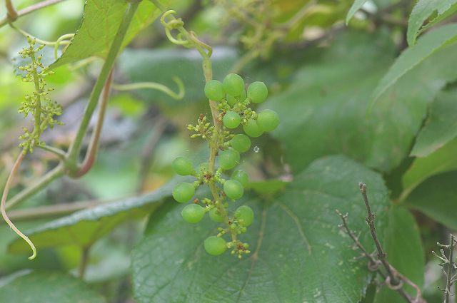e0070891_2030272.jpg