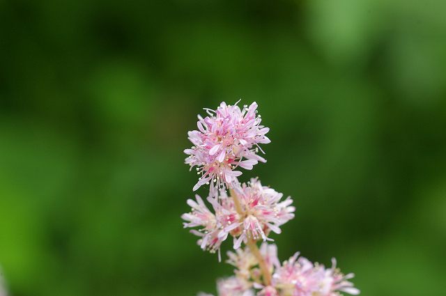 e0070891_2036430.jpg