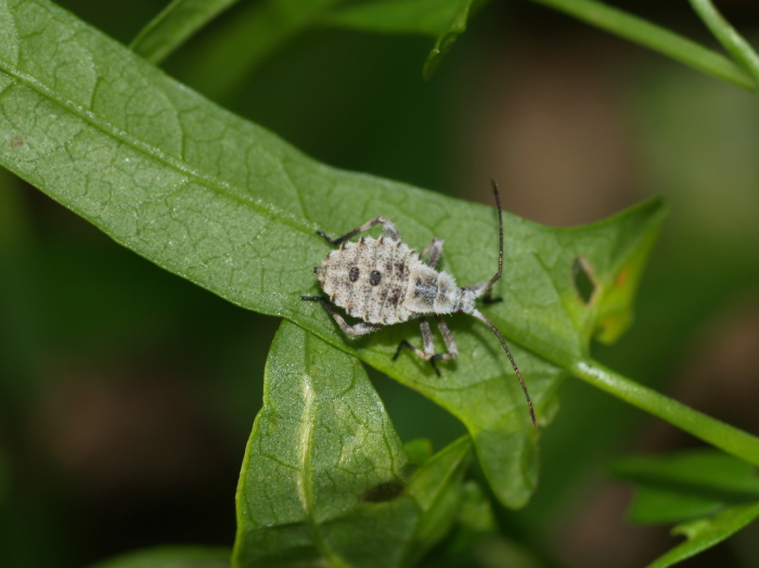 ホオズキカメムシの幼虫_c0116915_23452052.jpg