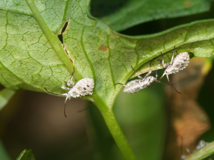 ホオズキカメムシの幼虫_c0116915_23463835.jpg