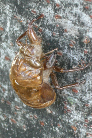 e0083517_01425.jpg